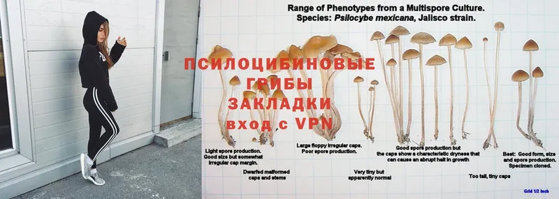 что такое наркотик  Кувандык  Псилоцибиновые грибы ЛСД 